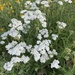 common yarrow