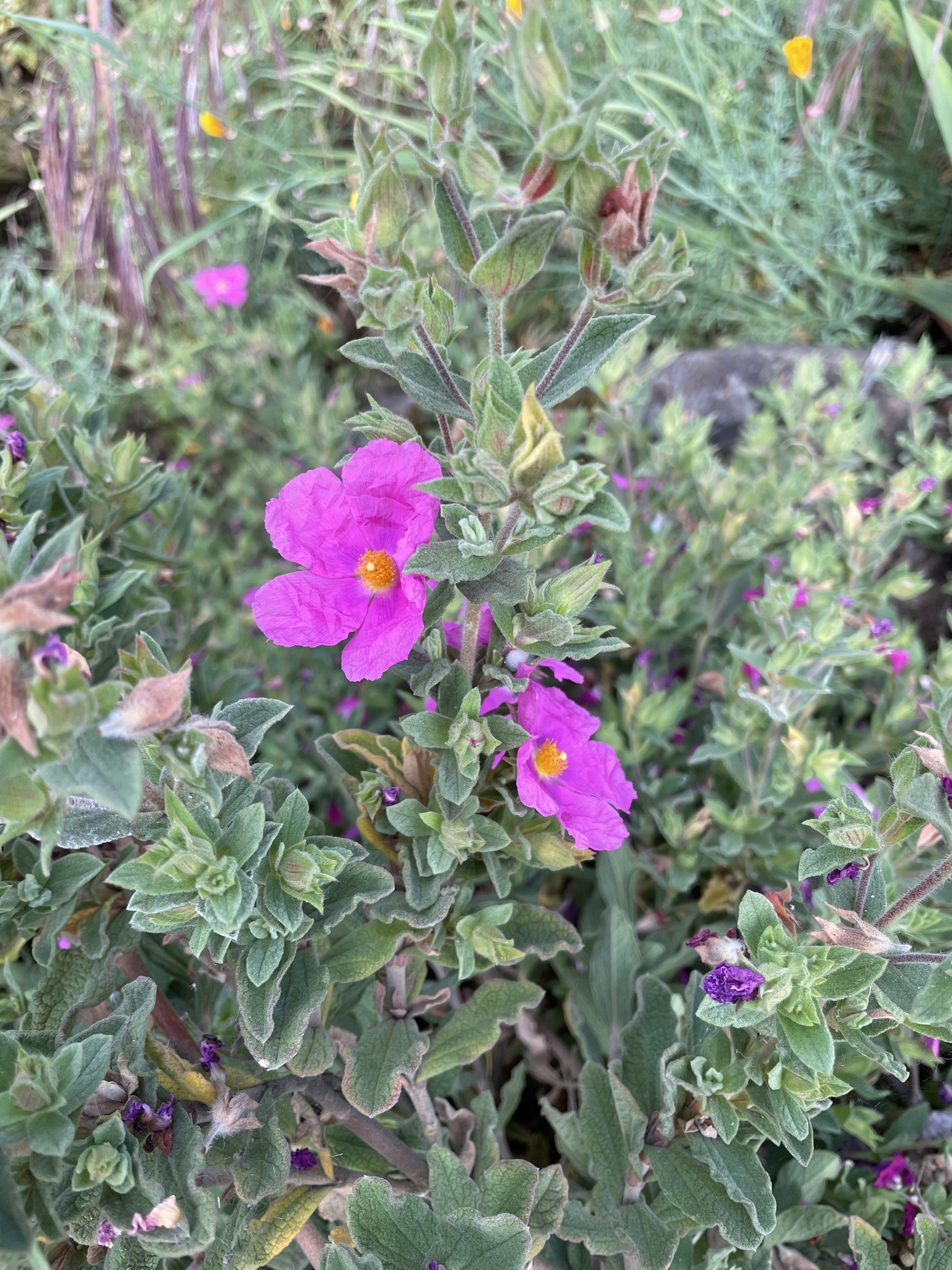 Cistus