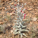 Cobwebby Thistle