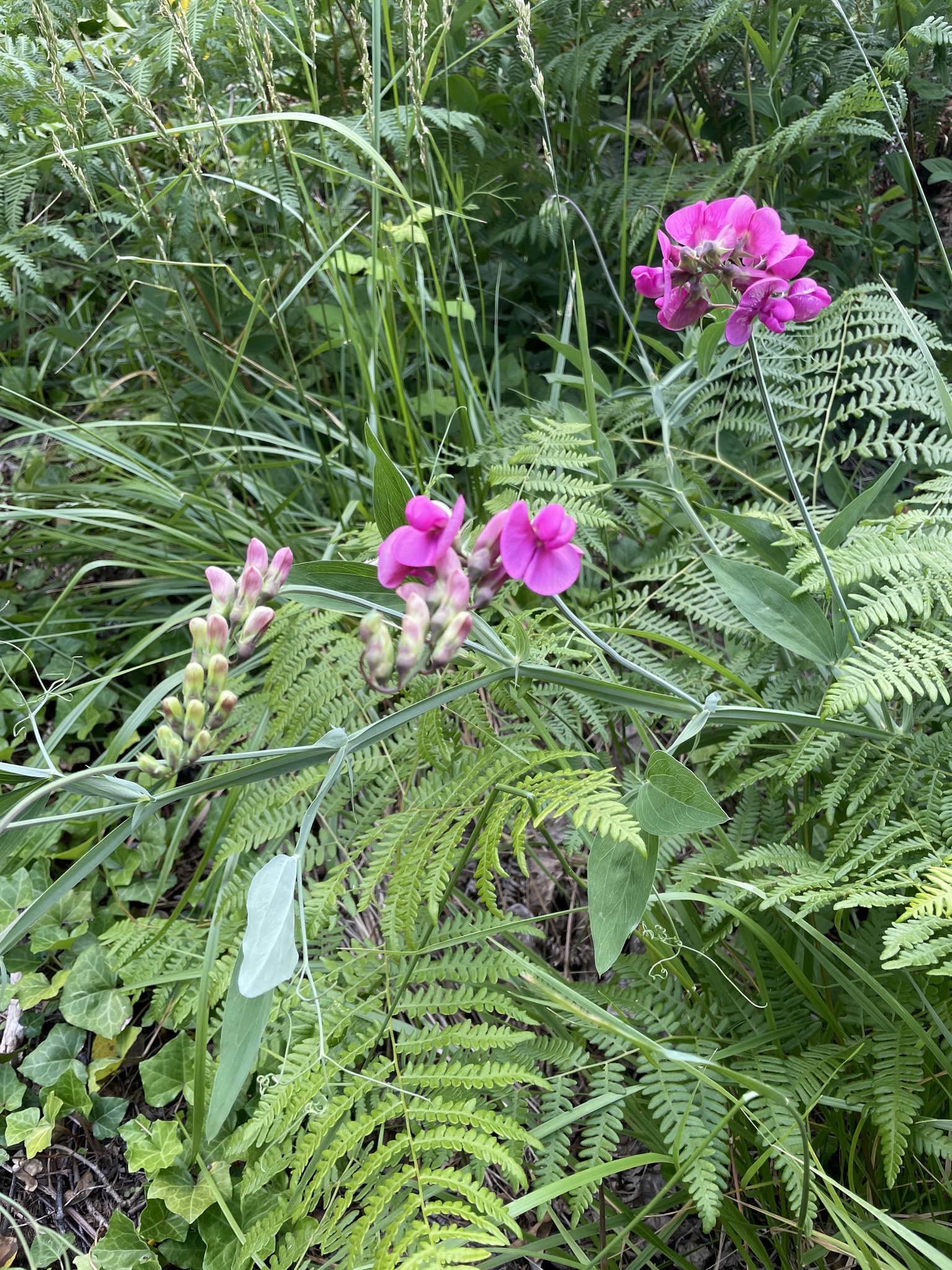 Lathyrus latifolius