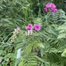 broad-leaved sweet pea