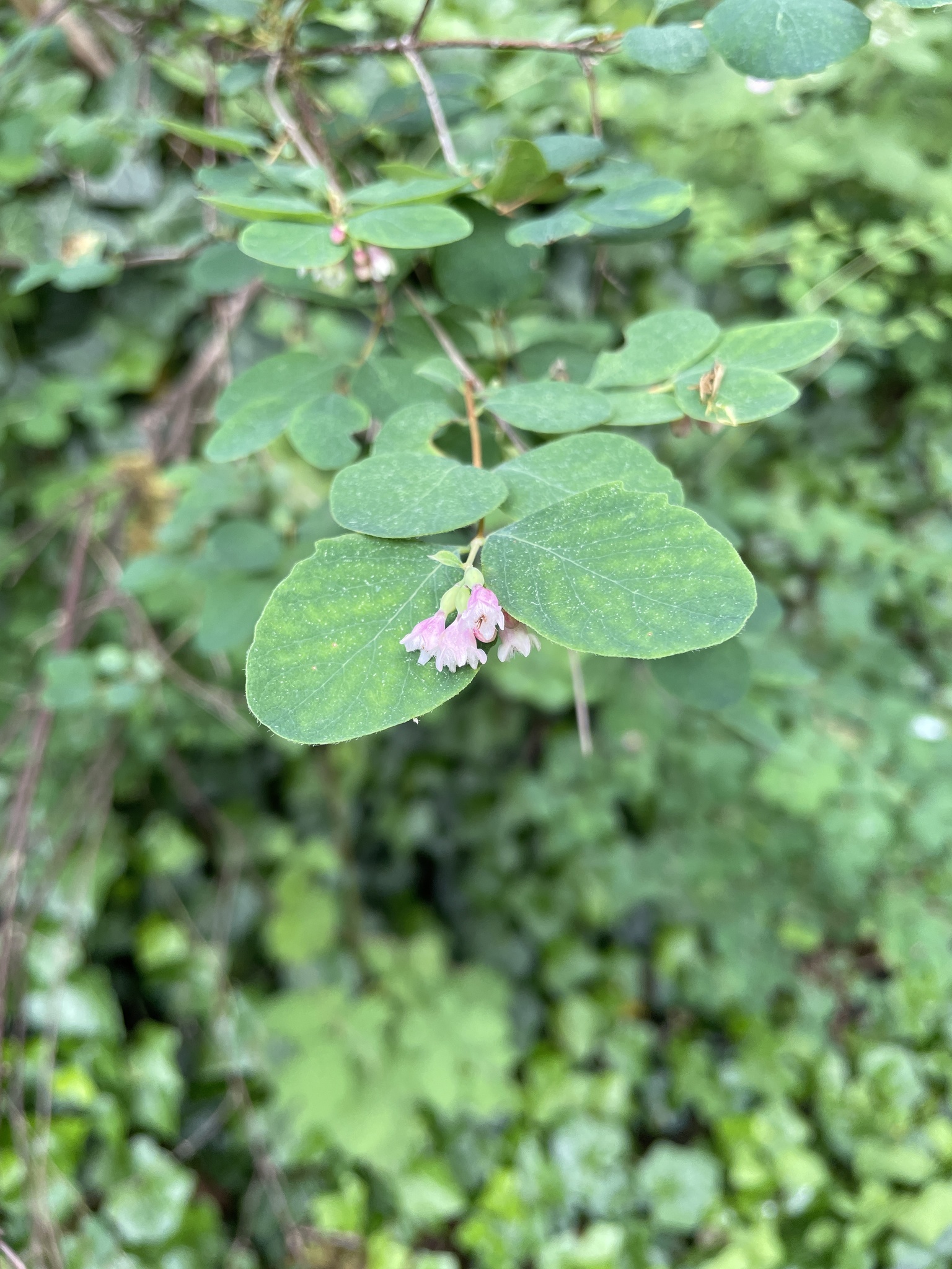 Symphoricarpos albus