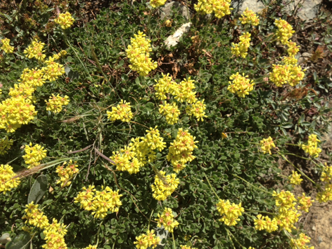 Asteraceae