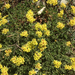 sunflowers, daisies, asters, and allies