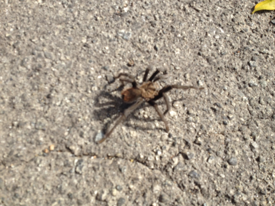 Aphonopelma iodius
