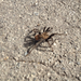Desert Tarantula