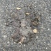 Western Moles