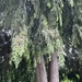Lawson's cypress