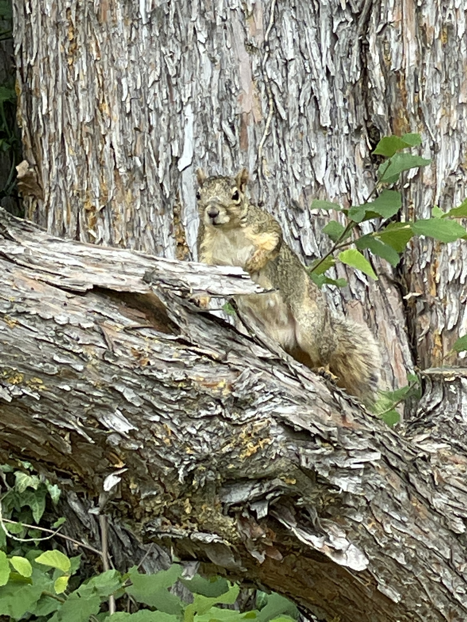 Sciurus niger