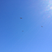 Turkey Vulture