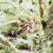 Song Sparrow