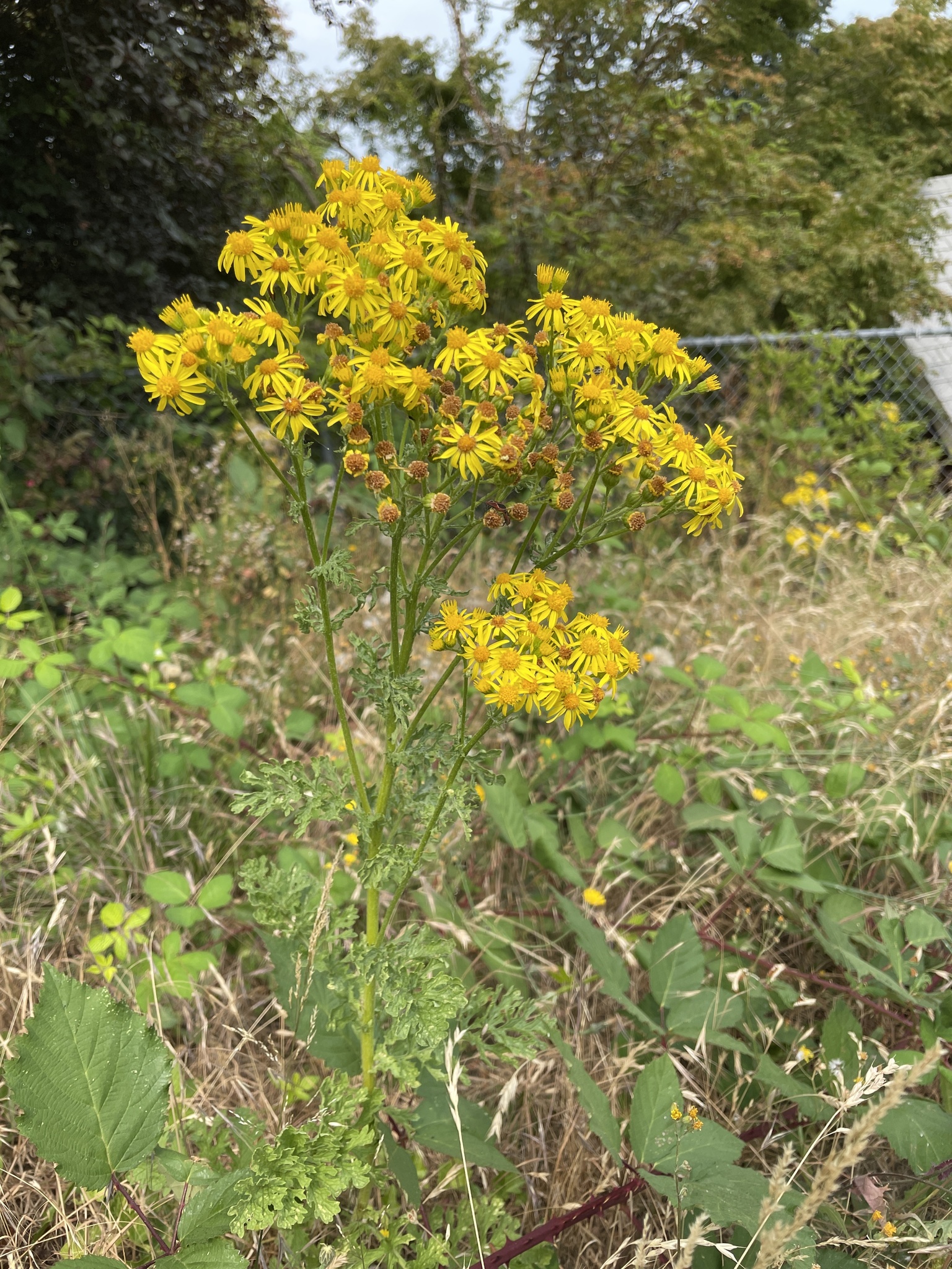 Jacobaea vulgaris