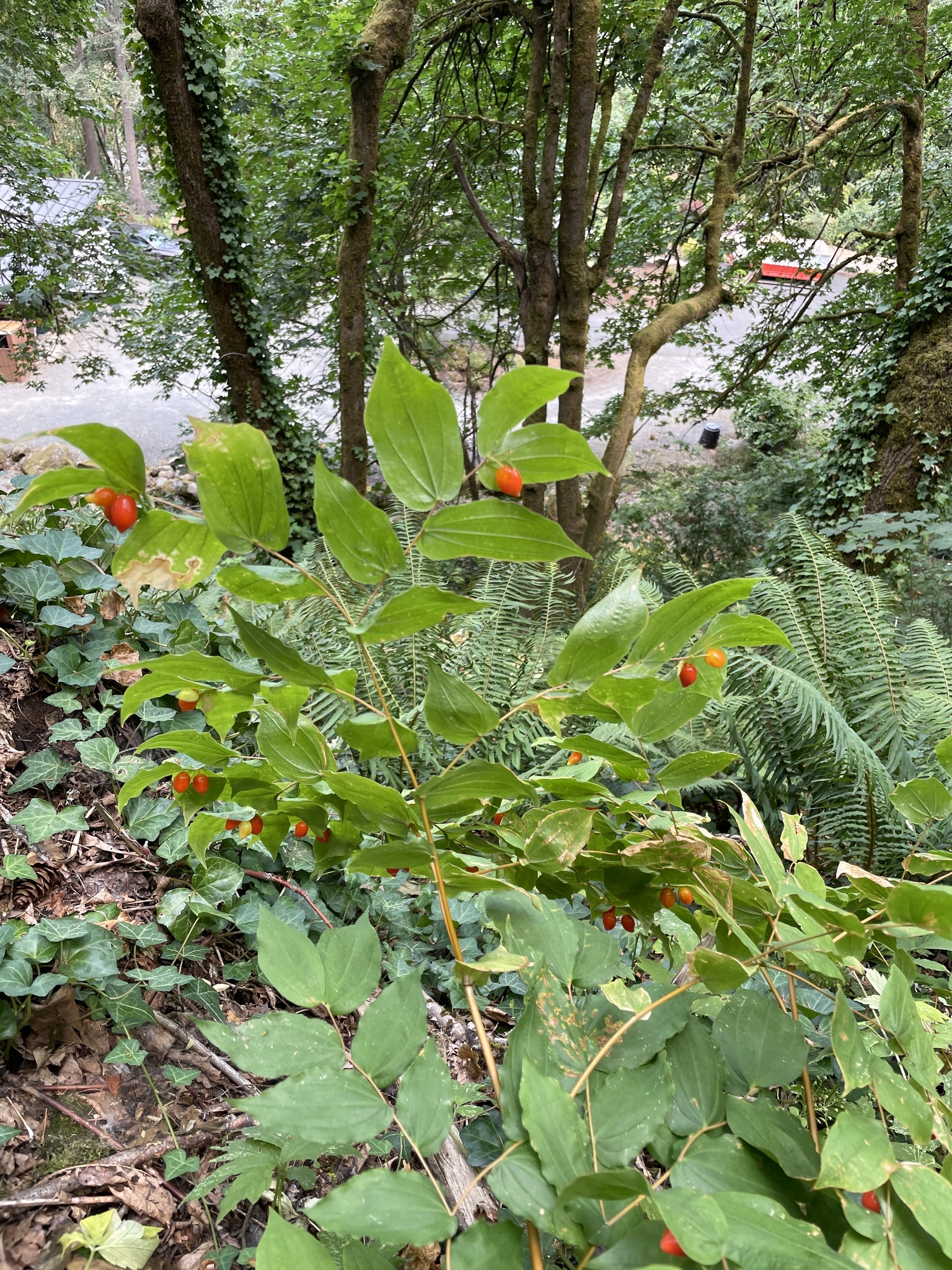 Prosartes hookeri