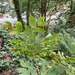Hooker's fairybells