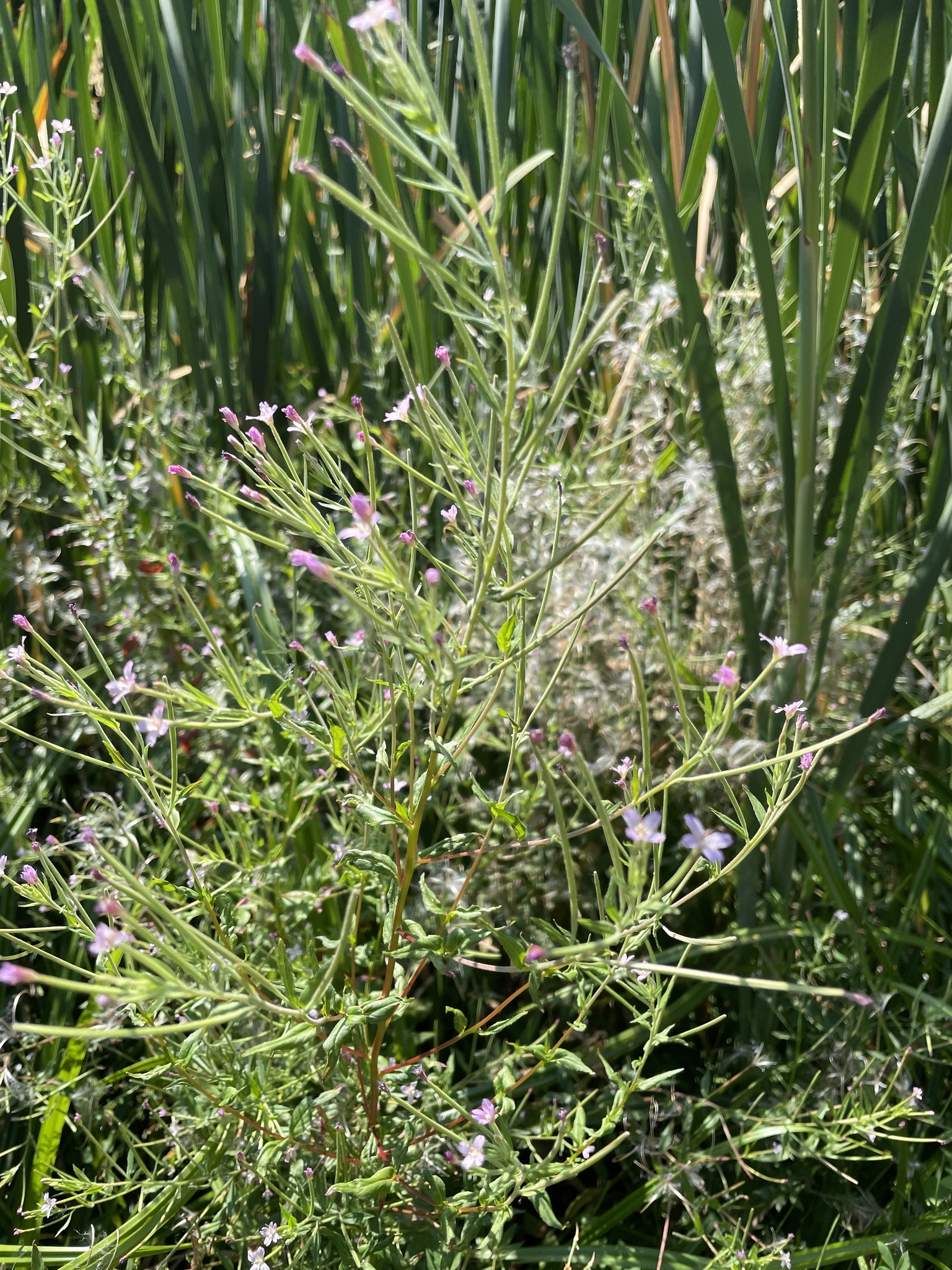 Epilobium