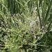 willowherbs