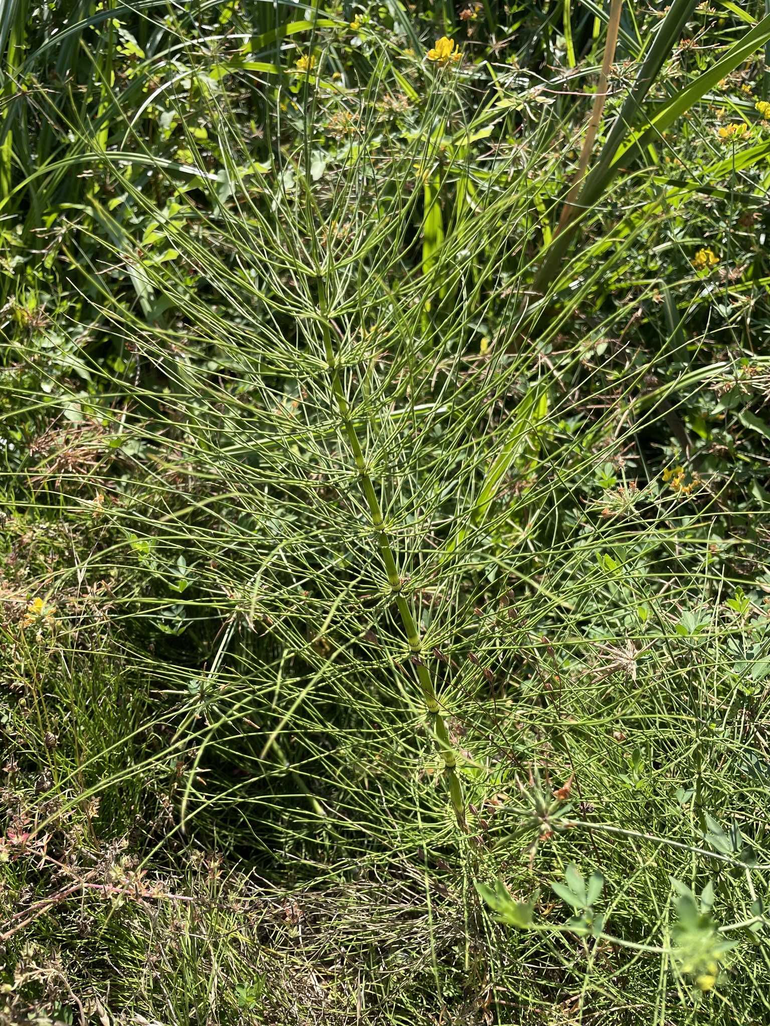 Equisetum