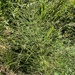 horsetails
