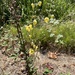 moth mullein