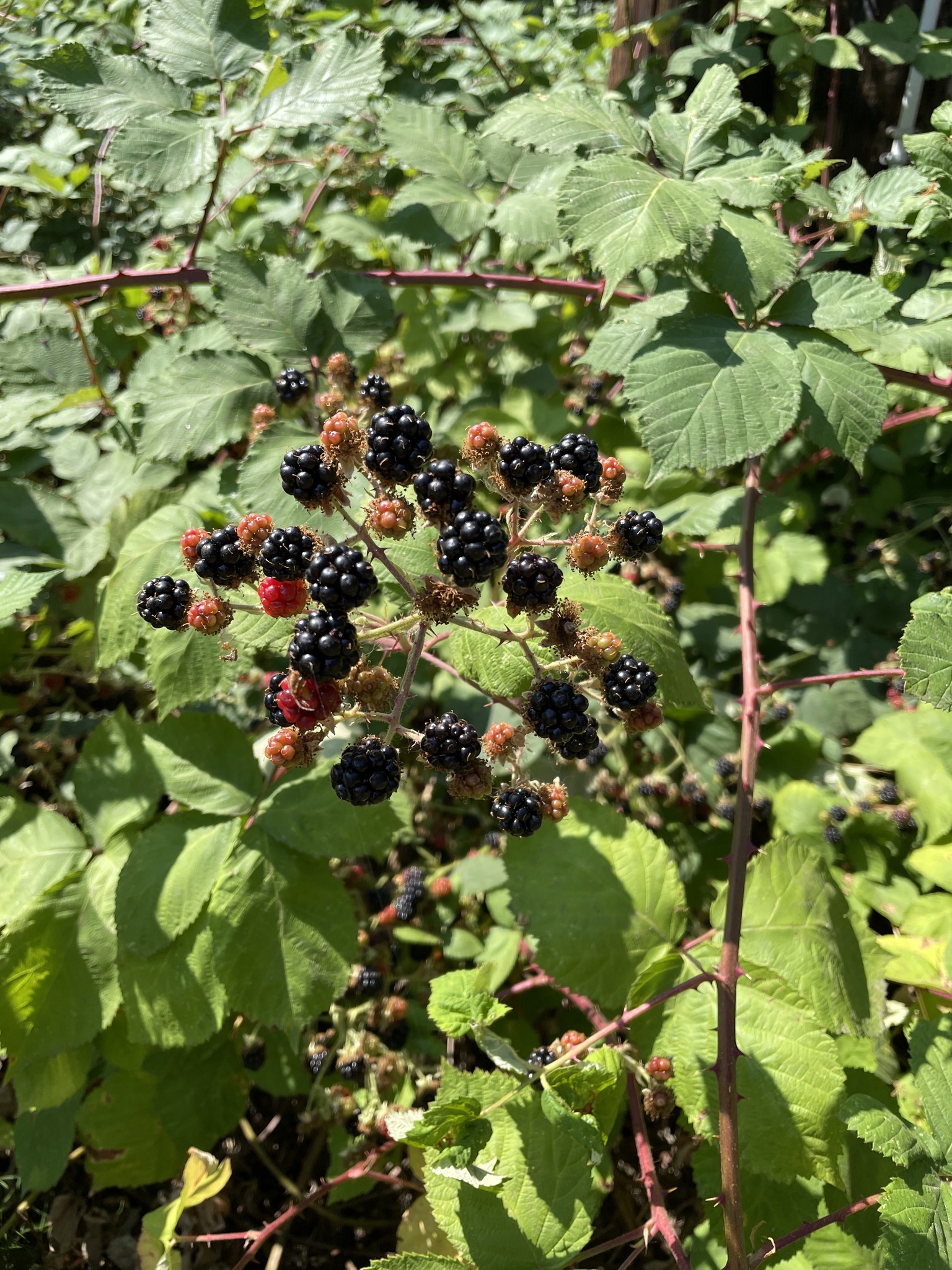 Rubus armeniacus