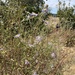 asters and allies