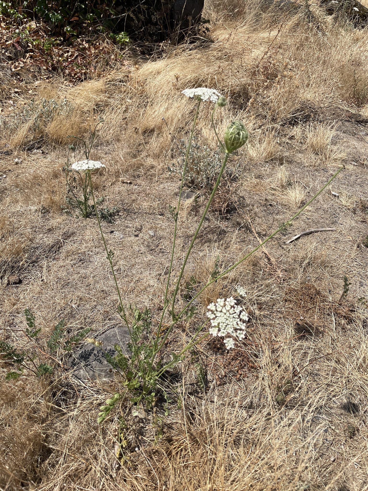 Daucus carota