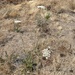 wild carrot