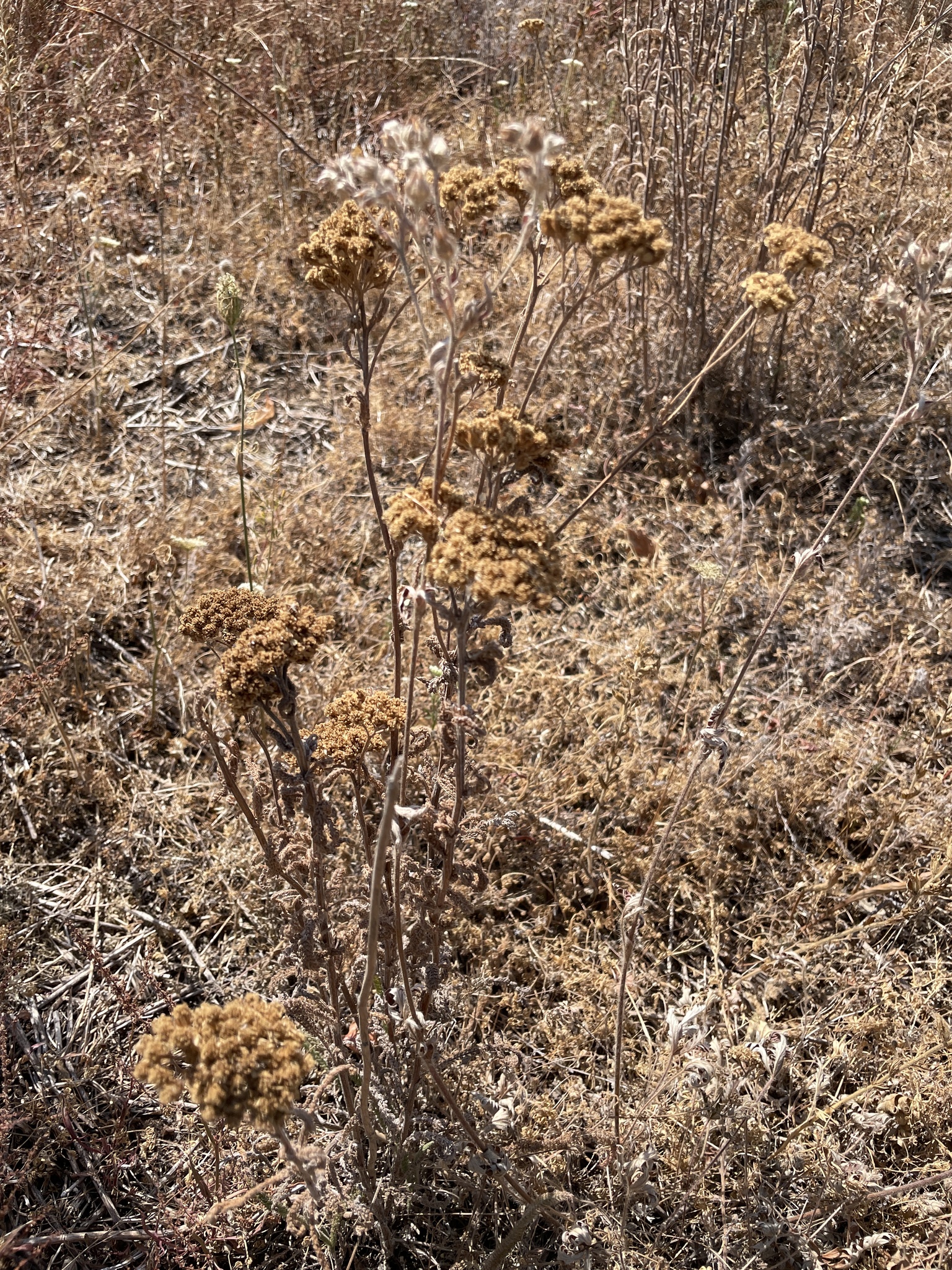 Achillea millefolium