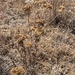 common yarrow