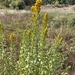 goldenrods