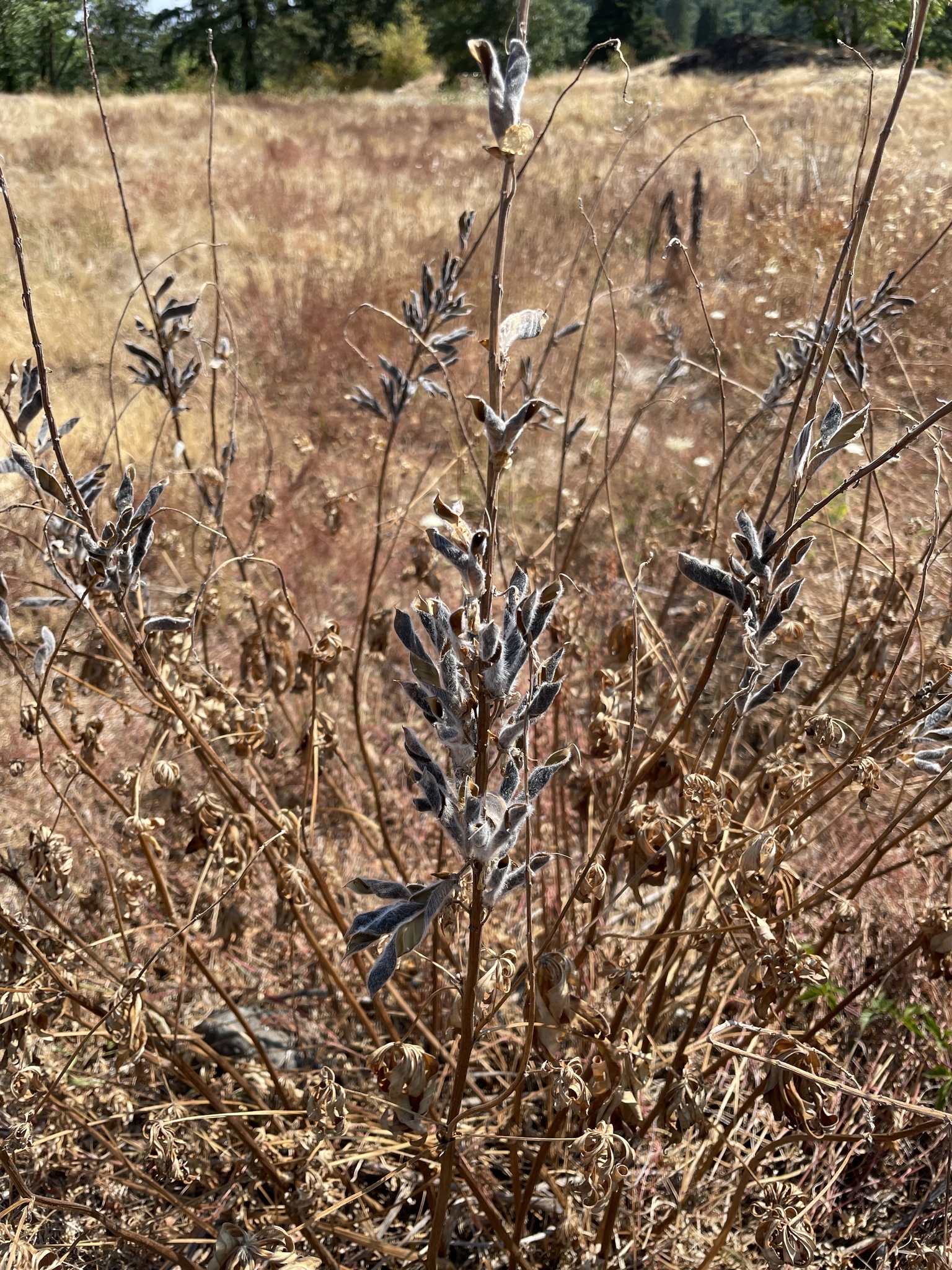 Lupinus