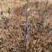 lupines