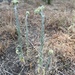 cottonbatting plant