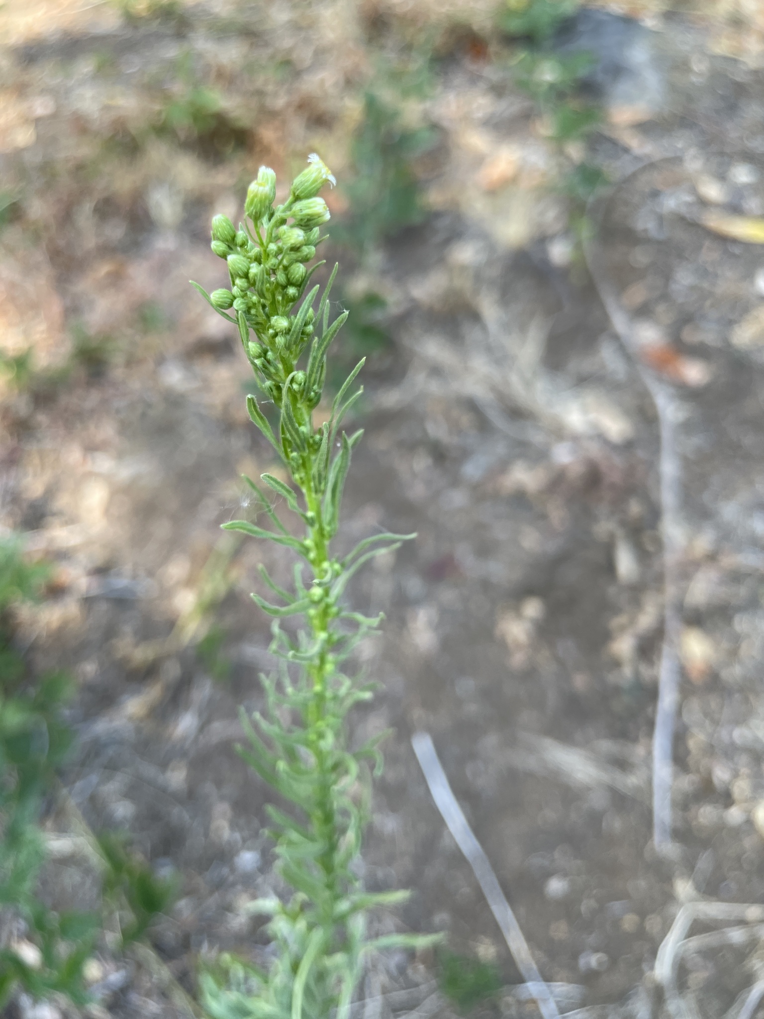 Erigeron canadensis