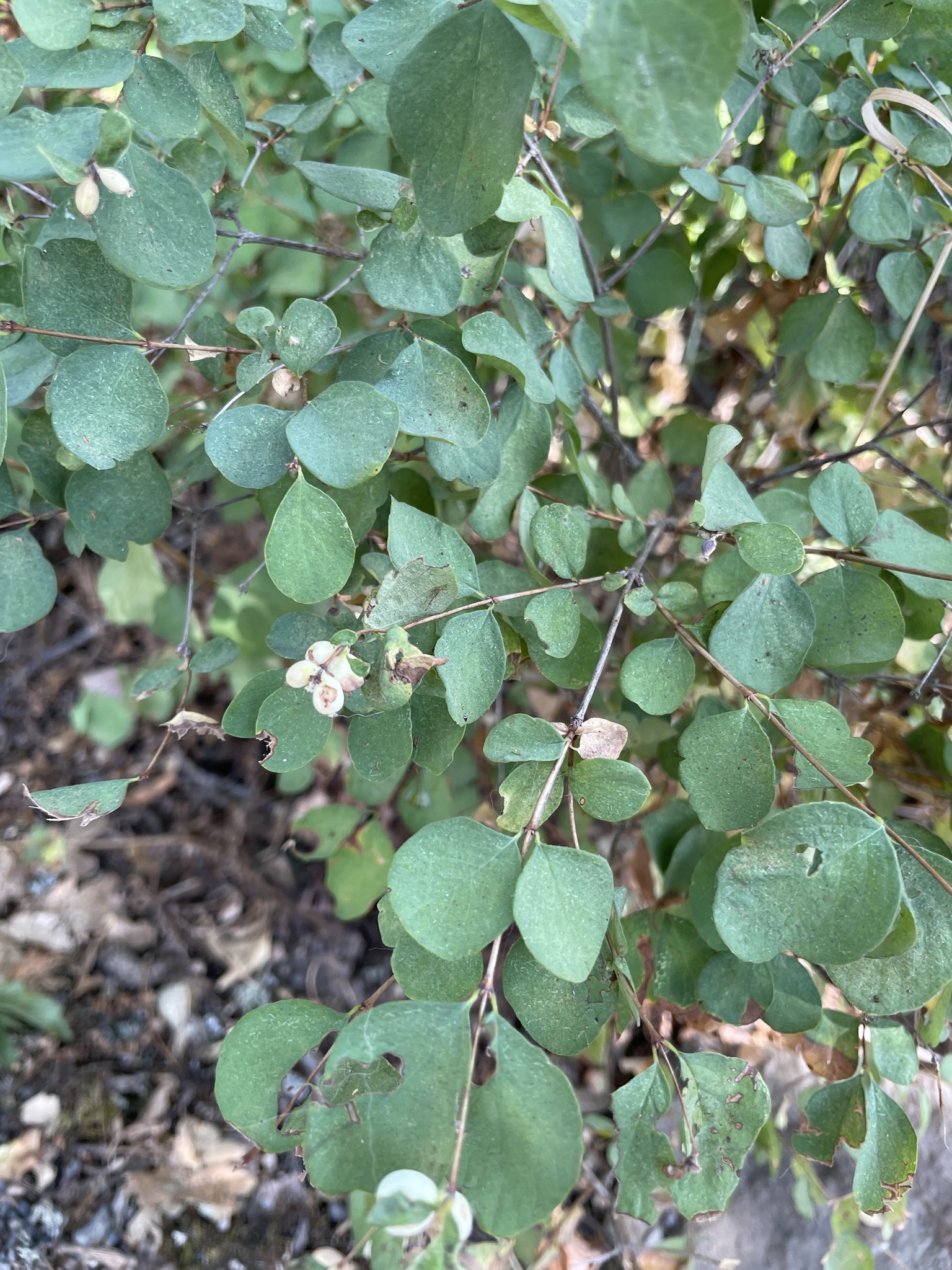 Symphoricarpos albus