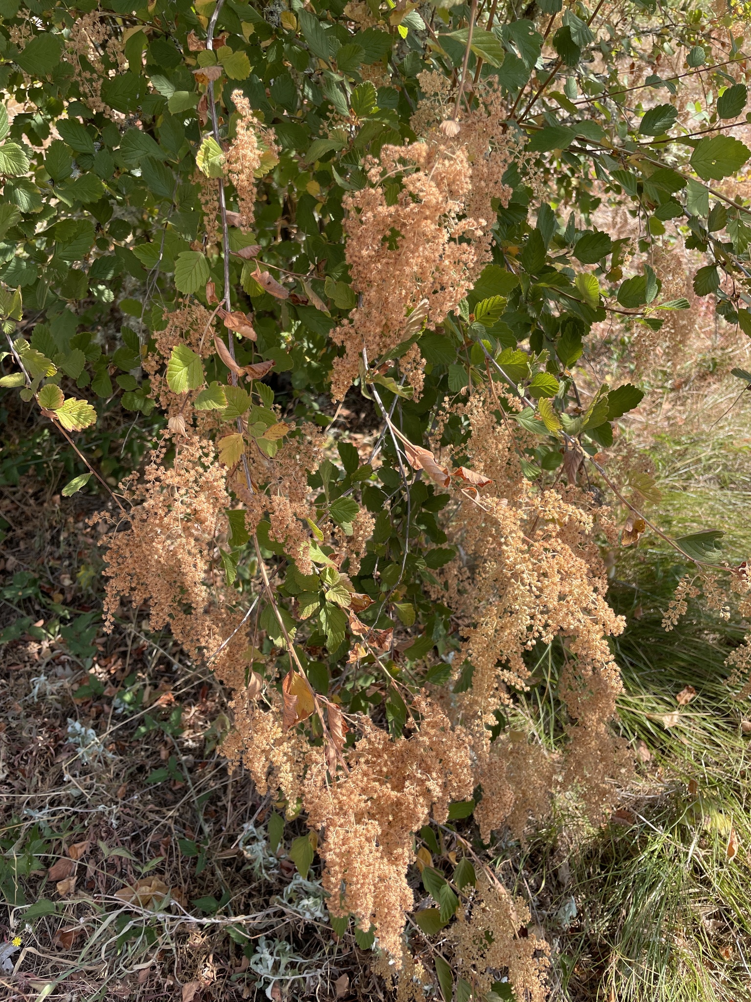 Holodiscus discolor