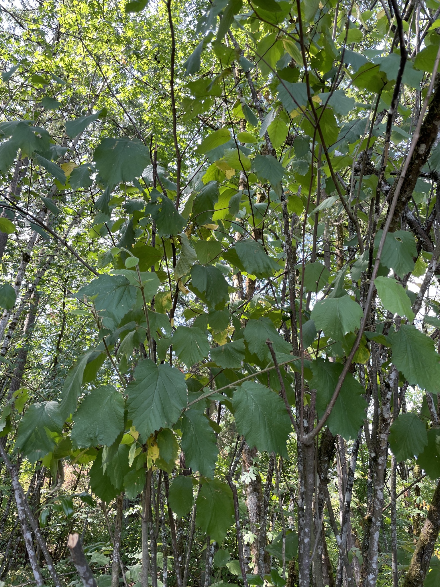 Corylus