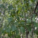 hazels