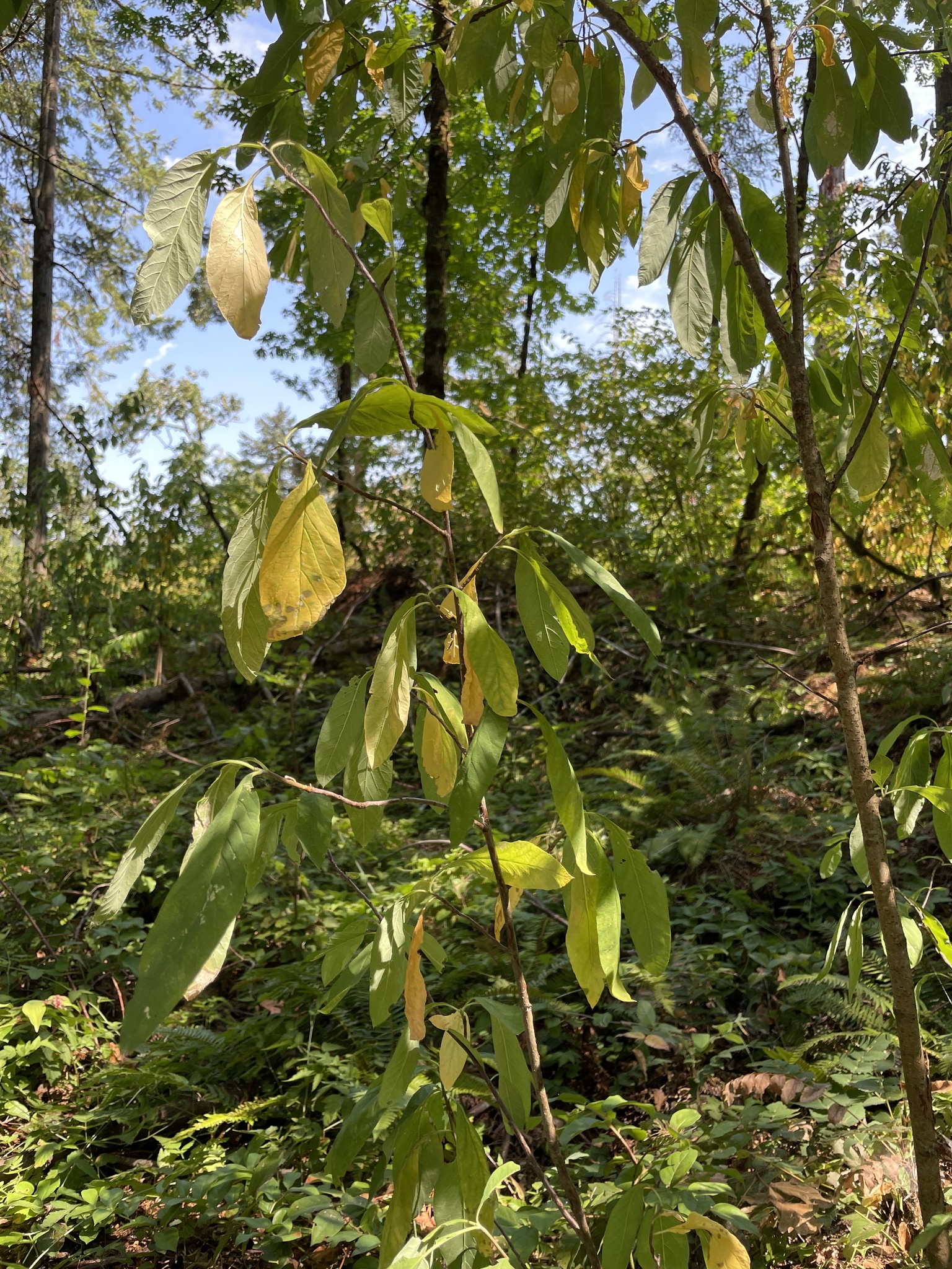 Oemleria cerasiformis