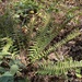 western sword fern
