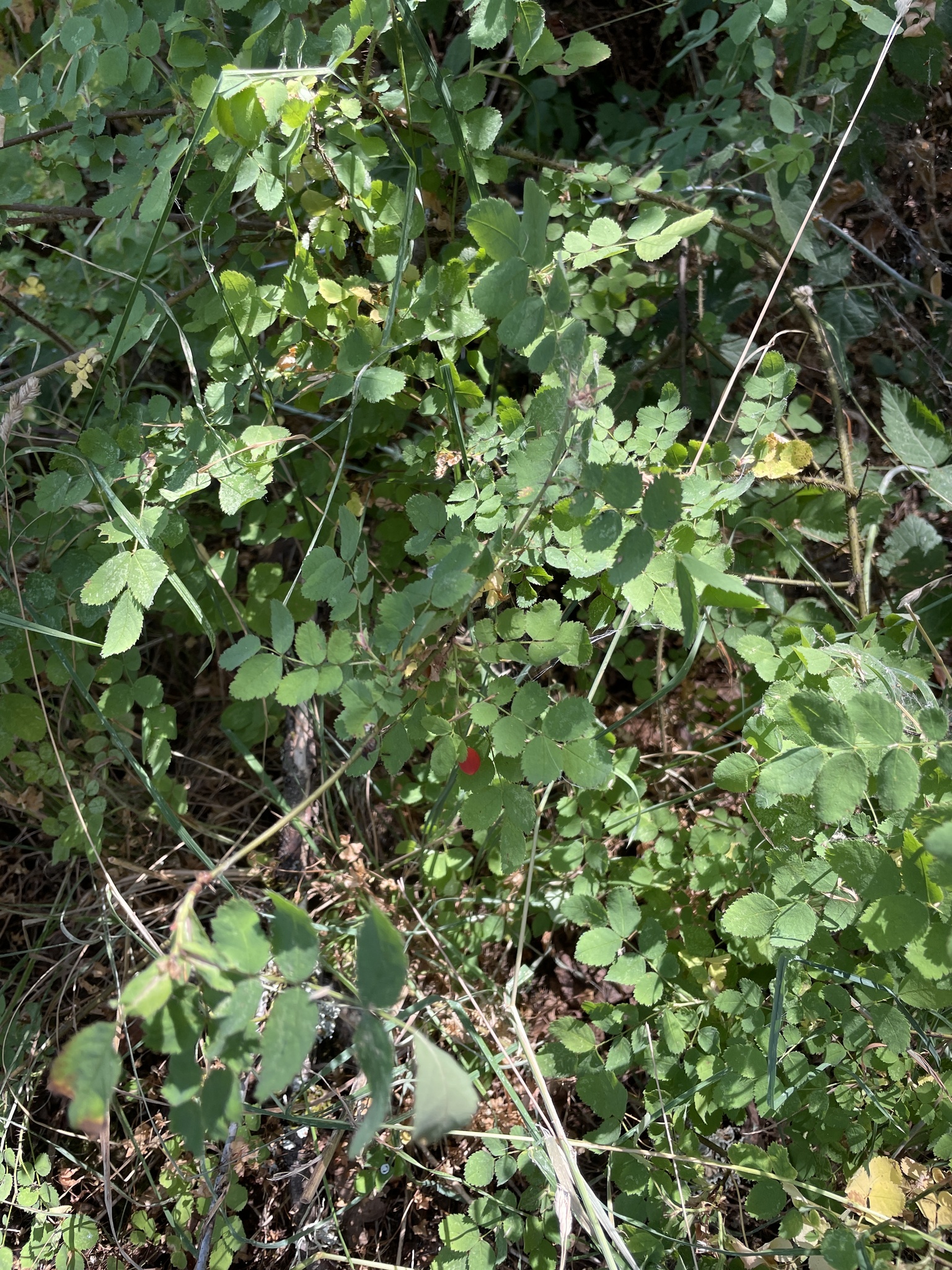 Rosa