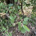 Lewis' mock orange