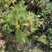 thimbleberry