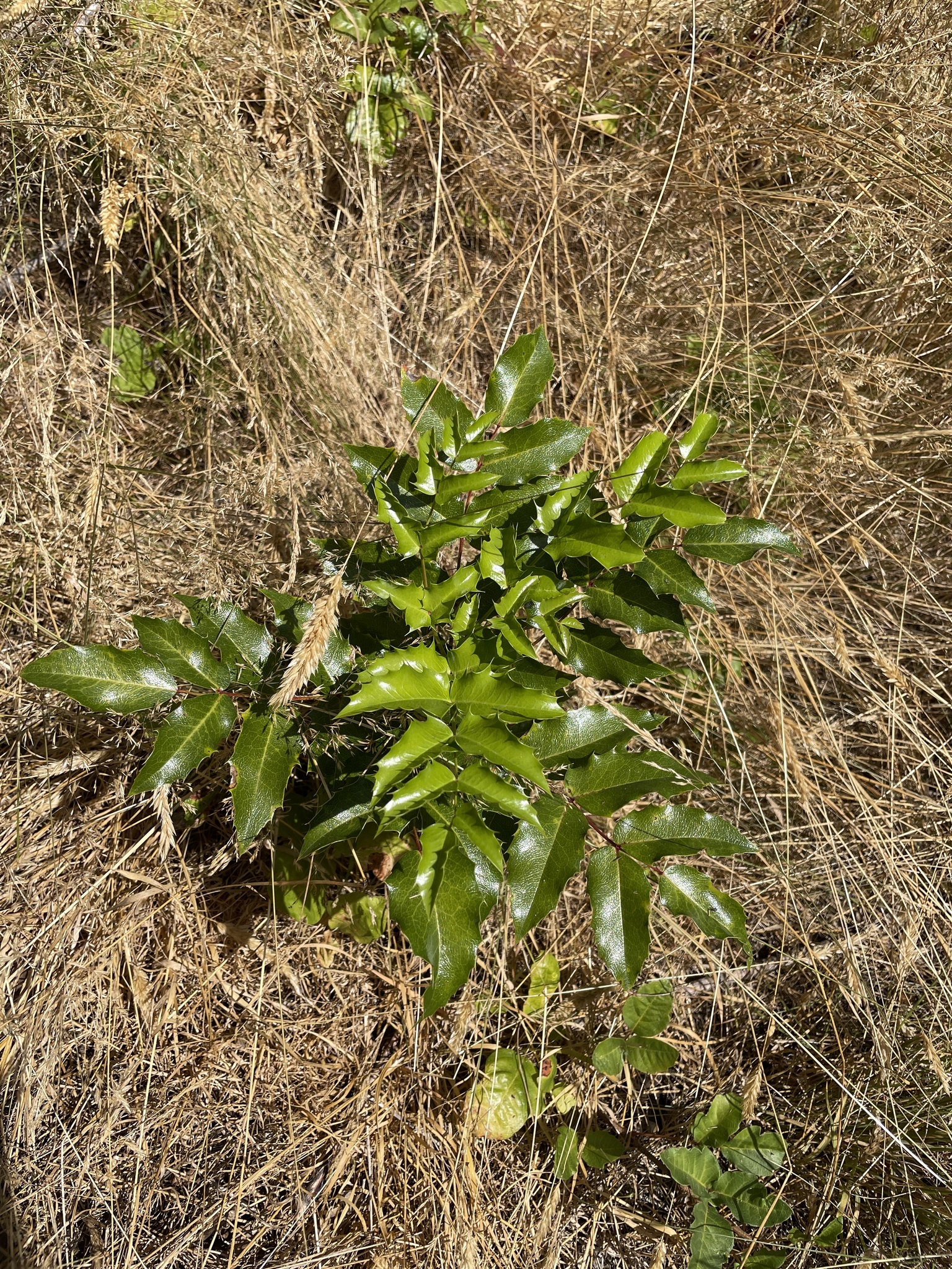 Berberis aquifolium
