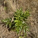 Oregon grape