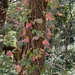 Pacific poison oak