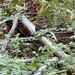 Townsend's Chipmunk