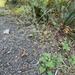 American trailplant