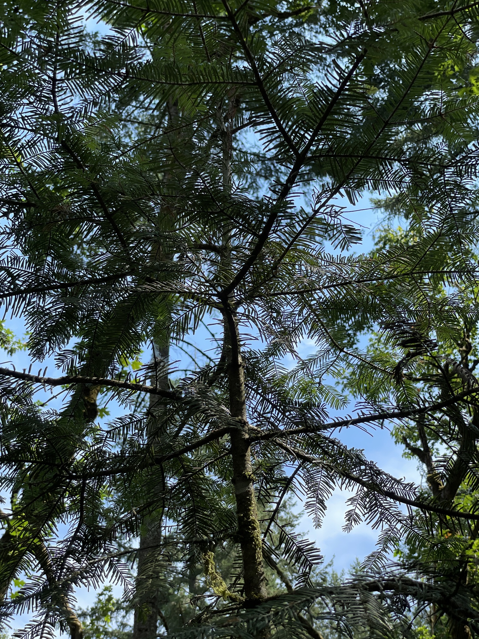 Abies grandis