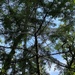 grand fir